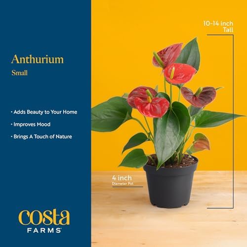 Costa Farms Anthurium, Live Indoor Plant, Easy Care, Home Decor - Image 4