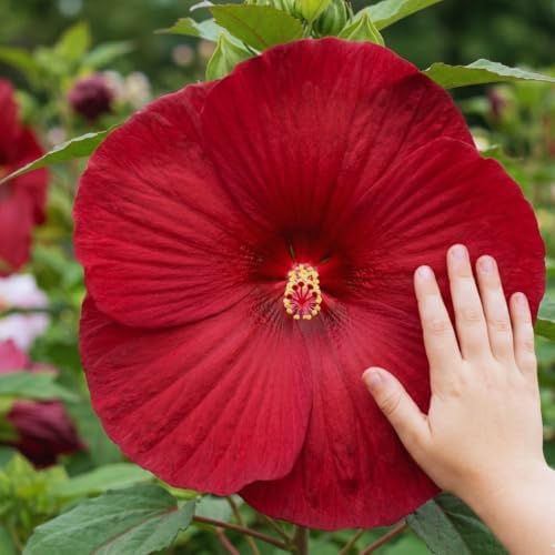 2 Red Hibiscus Flower Live Plants, Blooming Garden Shrub, 4-6 Inch Tall - Image 2