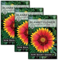 Sow Right Seeds - Blanket Flower Seed for Planting Perennial Wildflower by SowRightSeeds