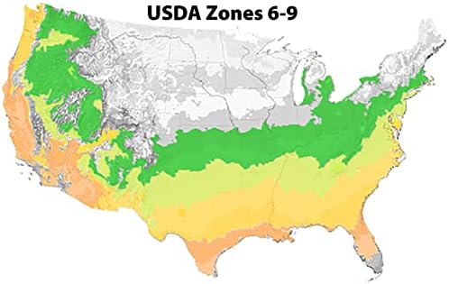 Buccaneer Azalea, Live Evergreen Flowering Shrub, 3 Gallon - Image 3