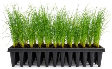 Longleaf Pine Tree | 20 Live Plants | Pinus Palustris | Fast Growing, Southern Yellow Evergreen, Ornamental Landscaping, Drought Tolerant, Native Habitat, Wildlife Friendly by FloridaFoliage