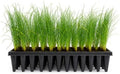 Longleaf Pine Tree | 30 Live Plants | Pinus Palustris | Fast Growing, Southern Yellow Evergreen, Ornamental Landscaping, Drought Tolerant, Native Habitat, Wildlife Friendly by FloridaFoliage