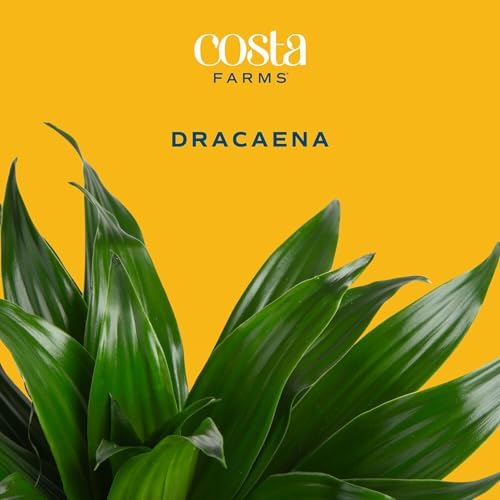 Costa Farms Dracaena, Live Indoor Plant, Easy Care, Home Decor - Image 3
