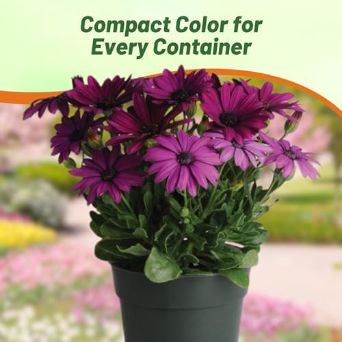 Outsidepride Purple Osteospermum African Daisy Seeds - 10 Pcs. Perennial Flower Seeds for Planting Outdoors with Long-Lasting Blooms, Drought-Tolerant, Easy to Grow for Sunny Gardens & Borders - Image 6