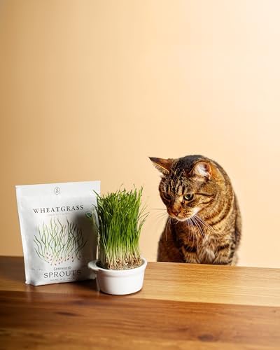 Organic Wheatgrass Seeds (16 oz) – Non-GMO, Heirloom Seeds for Sprouting and Microgreens - Image 2
