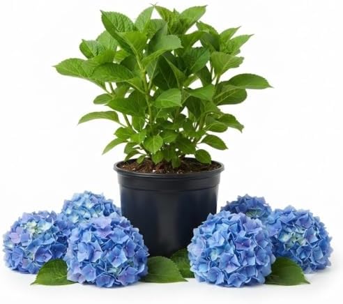 Blue Hydrangea Plant Live, Garden Shrub, 7-12" Tall, in Pot by PlantsSeedsBulbs