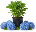 Blue Hydrangea Plant Live, Garden Shrub, 7-12" Tall, in Pot by PlantsSeedsBulbs