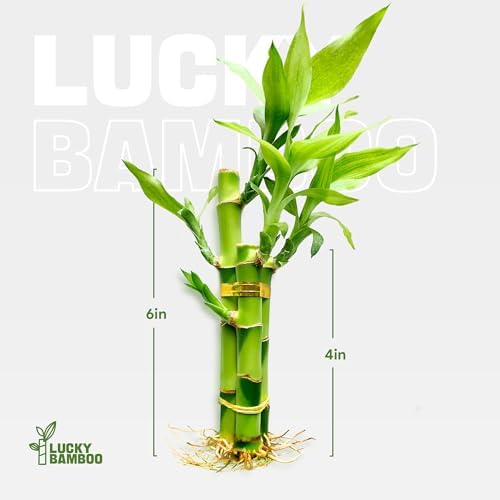 3 Stalks Lucky Bamboo Plants Indoor Live - Multi-Height Set (2x4 & 1x6) for Good Luck & Prosperity - Easy Care Houseplant, Home Office Decor Gift Ready - Image 2