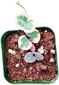 Live Succulent Cactus Plants (2" Pot String of Heart Variegated) by USKC