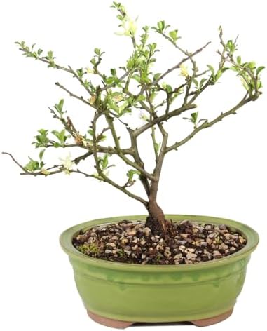 Brussel's Bonsai - Medium Live Bonsai Tree, Potted Outdoor Plant - Image 3