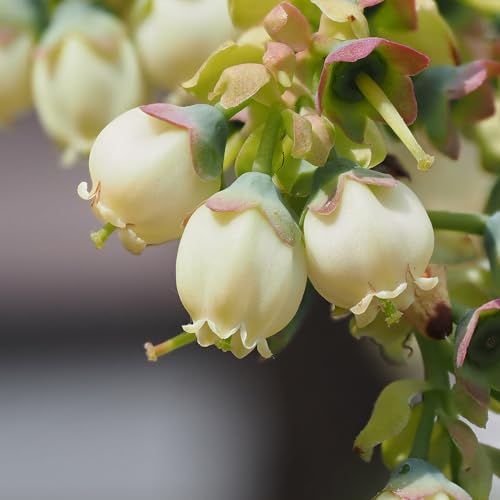 Brighter Blooms Top Hat Blueberry Bush, 1 Gallon - Image 2