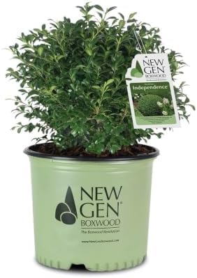 NewGen Independence Boxwood, Live Evergreen Shrub, 3 Gallon by BloomingBeautiful