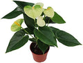 White Anthurium - 4" from California Tropicals by CaliforniaTropicals