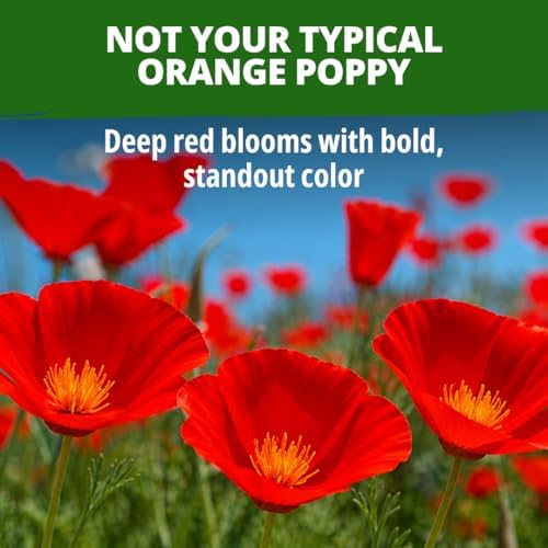 HOME GROWN Red Chief Poppy 22,000 Flower Seeds Eschscholzia californica - Image 2