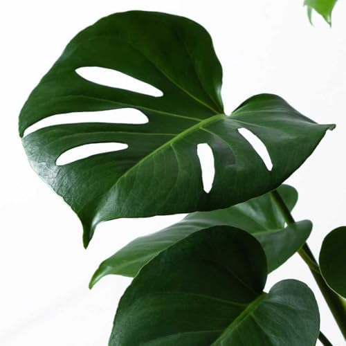 American Plant Exchange Monstera Deliciosa – Live 4-Inch Pot in Stylish Pot Cover, Easy-Care Split Leaf Vine, Low-Maintenance Air Purifying Houseplant for Home, Office & Garden Décor - Image 4