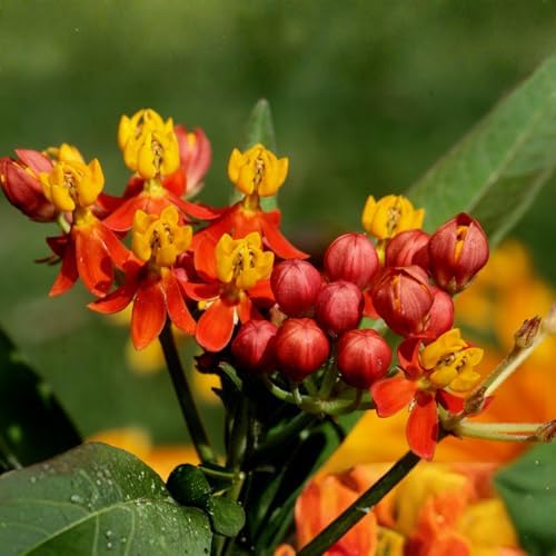 2 Mix Milkweed Live Plants, Flowering Plant, 4-7 Inch Tall - Image 4