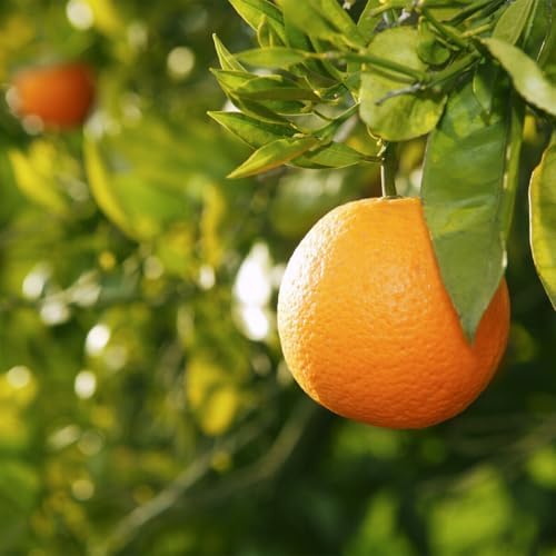 Valencia Orange Tree - 2-5 Inch Tall Live Plant - Potted Indoor/Outdoor Fruit Seedling - Citrus sinensis 'Valencia' - Image 6