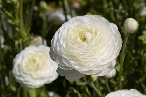 6 Mixed Color Ranunculus Bulbs for Planting, Assorted Pastel Double Buttercups, Spring or Fall Planting Bulbs for Vibrant Garden Blooms, Borders & Cut Flower Garden, Rose Bulb Wedding Flower Bulbs - Image 7