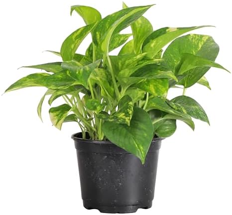 Live Golden Pothos, Indoor Vining Plant, Easy to Grow, 6" Pot by ThorsensGreenhouse