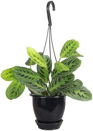 Live Lemon Lime Prayer Plant, Pet Friendly, Easy to Grow, 4" Pot by ThorsensGreenhouse