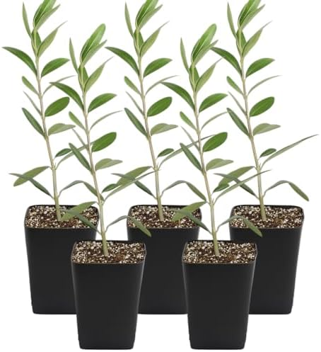 Olive Tree Live Plant, Dwarf Bonsai Starter, Indoor, 2in Pot, 5-Pack by MyShelfie