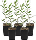 Olive Tree Live Plant, Dwarf Bonsai Starter, Indoor, 2in Pot, 5-Pack by MyShelfie
