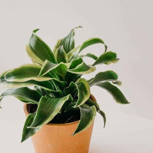 Dracaena Tornado Live Plant for Indoor | Houseplants in 4'' & 6'' Pot - Image 4