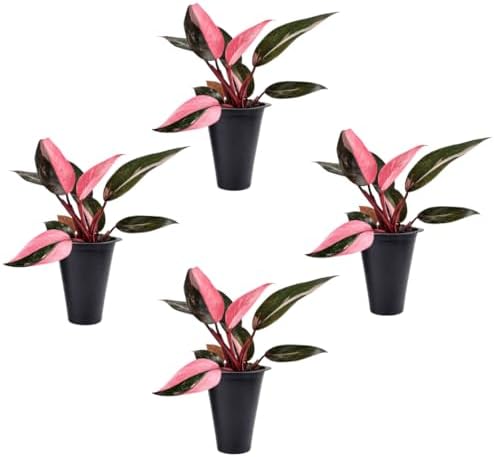 Philodendron Pink Princess (4 Pack) Live Starter Plug Plants, Variegated Indoor Houseplants, Easy Care Tropical Plants Live, Pink Foliage Houseplants by FamPlants