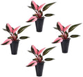 Philodendron Pink Princess (4 Pack) Live Starter Plug Plants, Variegated Indoor Houseplants, Easy Care Tropical Plants Live, Pink Foliage Houseplants by FamPlants
