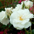 Rosa 'Iceberg' (Floribunda Rose) Rose, White Flowers, #3 - Size Container by GreenPromiseFarms
