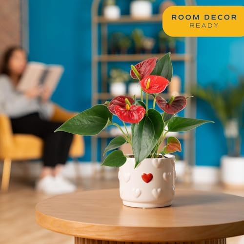 Costa Farms Anthurium, Live Indoor Plant, Easy Care, Home Decor - Image 2