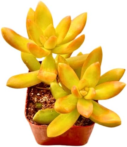 2" Sedum Coppertone Unique Succulents Plants Live, Live Starter Succulent Plants, Easy Care House Plants Rooted in Succulent Soil Mix, By The Succulent Cult - Image 3