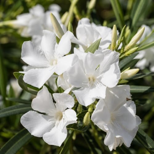 Oleander Colonial White Nerium | 3 Live Plants | Fragrant Blooms, Evergreen Shrub, Drought Tolerant, Heat Tolerant, Fast Growing, Summer Flowers, Low Maintenance, Outdoor Garden - Image 3
