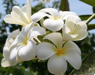 Live Hawaiian White Plumeria Plant Cutting 10 Inch Easy Root Tropical - Image 5