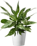 American Plant Exchange Peace Lily 'Domino' Variegated– 6-Inch with Pot Cover, 1-2 Ft Tall, Live Indoor Flowering Houseplant, Easy Care, Low Light, Housewarming, Sympathy, or Party Gift by AmericanPlantExchange