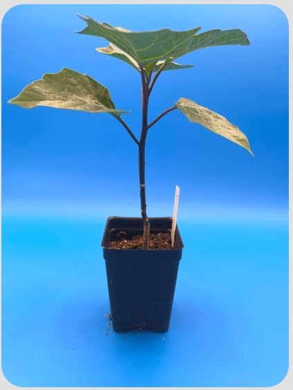 Black Currant Angel’s Trumpet Live Plant – Brugmansia Hybrid – Purple White Flowers – Fragrant Tropical Shrub – in Pot - Image 2