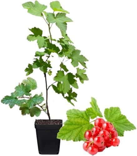 Red Currant Bush Live Plant, Sweet Berry Plant, 6-12 Inch Tall - Image 2