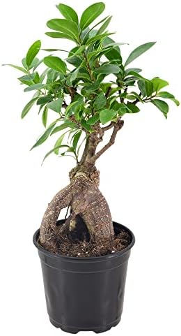 Arcadia Garden Products LV61 Ginseng Ficus Live Indoor Bonsai Plant in 4 in. Plastic Grower Pot, Green, **Sold By Amazon and Arcadia Garden Products** - Image 2