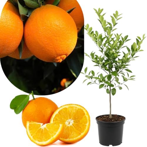 Navel Orange Tree Plant Live, Hardy Garden Plant, 1-2 Ft Tall, 1 Gallon Pot - Image 2