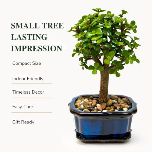 Jade Bonsai Tree Live Plant, Easy Care Indoor Succulent Houseplant - Image 2
