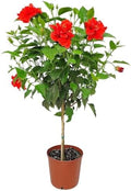 Live Hibiscus Plant - Tropical Flowering Tree - Red Double Flower - Overall Height 38" to 44" - Tropical Plants of Florida (Plant Only) by TropicalPlantsofFlorida
