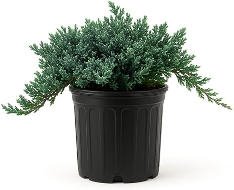 Blue Rug Juniper Wiltonii | 3 Large Trade Gallon Size Plants | Juniperus Horizontalis | Creeping Ground Cover, Low Maintenance Shrub, Drought Tolerant, Evergreen Foliage, Fast Growing, Erosion Control by FloridaFoliage