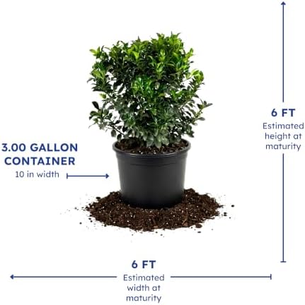 Blue Maid Holly, Live Evergreen Shrub, 3 Gallon - Image 4