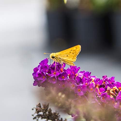 Perfect Plants Black Knight Butterfly Bush, 3 Gallon, Live Plant - Image 5