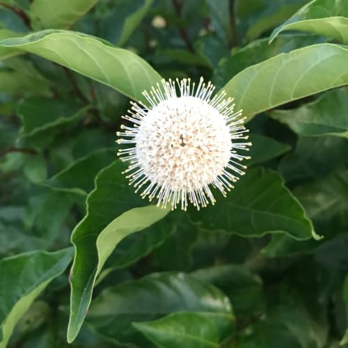 2 Buttonbush Live Shrubs, 4 Inch Pot, Native Buttonbush 12-18 Inch Tall - Image 7