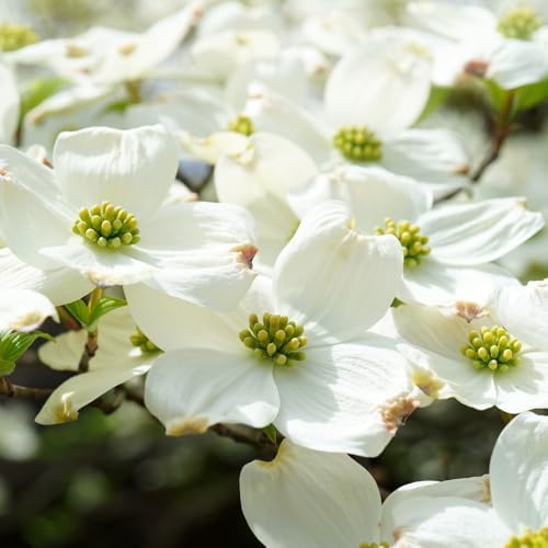 White Dogwood Tree Live Plant, Flowering Tree, 8-10 Inch Tall, Quart Pot - Image 7