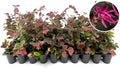 Loropetalum Razzleberry | 30 Live Plants | Loropetalum Chinense | Evergreen Shrub | Vibrant Pink Flowers | Fast Growing | Low Maintenance | Ornamental Bush | Outdoor Landscaping by FloridaFoliage