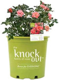 Perfect Plants Coral Knock Out Rose Bush, 1 Gallon, Live Plant by PerfectPlantsNursery