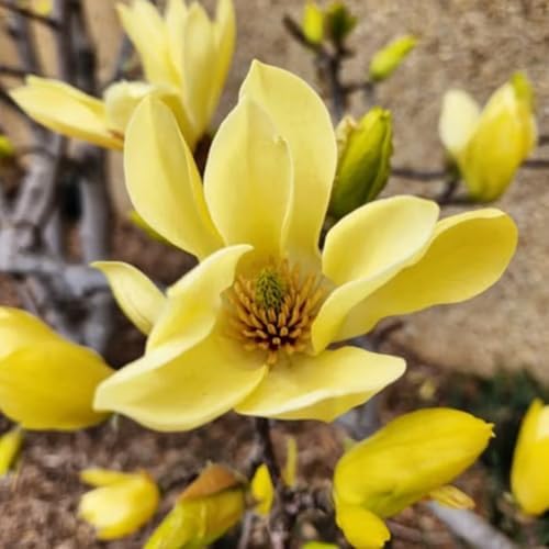 Yellow Magnolia Tree Live Plant, Blooming Shrub, 4-8 Inch Tall - Image 2