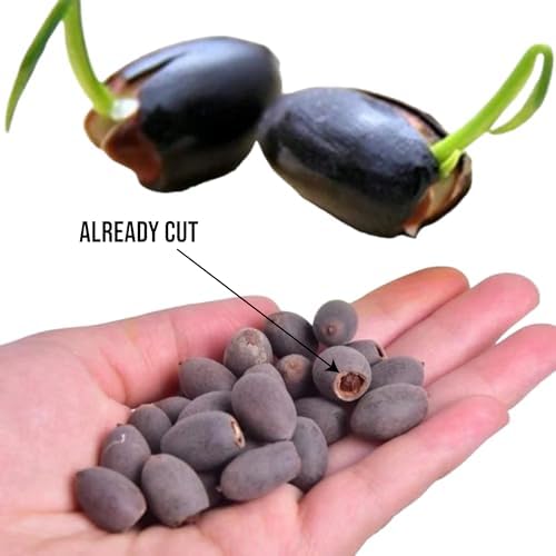 20pcs Bowl Lotus Seeds for Planting - Bonsai Lotus Seeds, Water Lily Flower, Aquatic Plants, Ideal for Ponds, Non-GMO Home Garden Plant Seeds, Flowering Aquatic Bonsai - Image 2